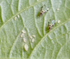 Sarucallis kahawaluokalani