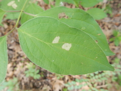 Parallelodiplosis subtruncata