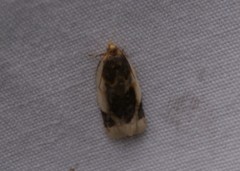 Clepsis melaleucanus