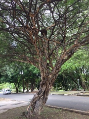 Libidibia ferrea leiostachya