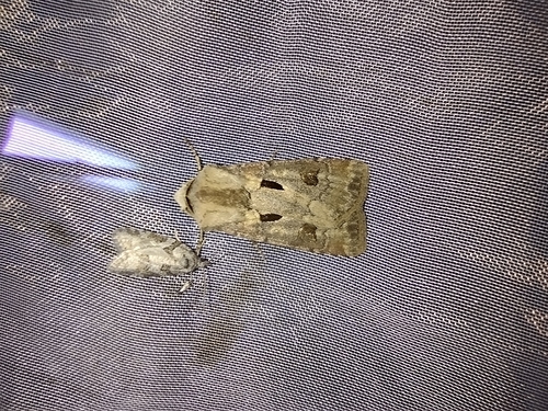siatica výkričníková (Agrotis exclamationis)