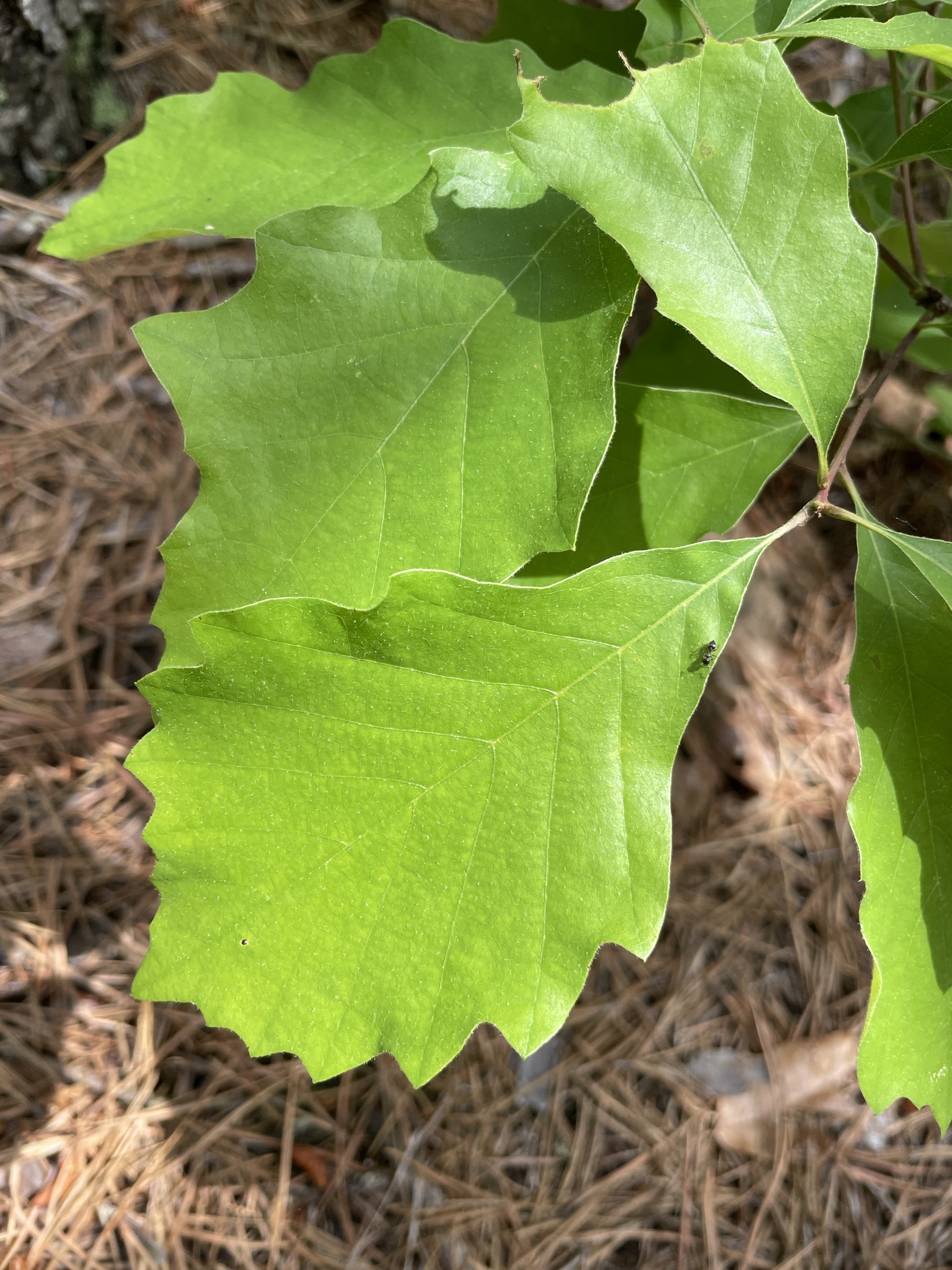 Quercus prinoides Willd.