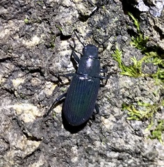 Xylopinus saperdoides