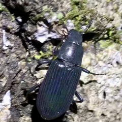 Xylopinus saperdoides