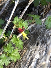 Ribes marshallii