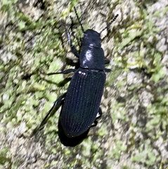 Xylopinus saperdoides