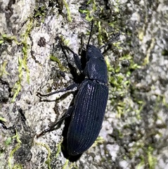 Xylopinus saperdoides