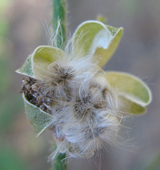 Hibiscus micranthus