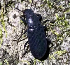 Xylopinus saperdoides