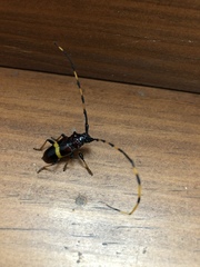 Trachyderes elegans