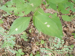 Parallelodiplosis subtruncata