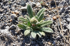 Phacelia hastata compacta