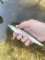 Basilichthys microlepidotus