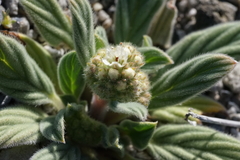 Phacelia hastata compacta
