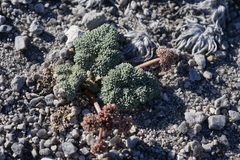 Cymopterus cinerarius