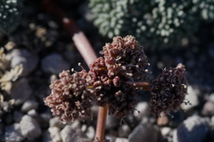 Cymopterus cinerarius