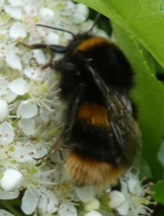 Bombus terrestris