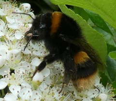 Bombus terrestris