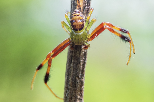Parasynema cirripes