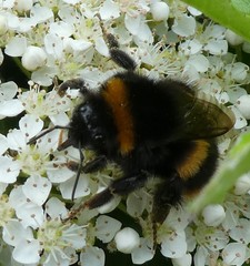 Bombus terrestris
