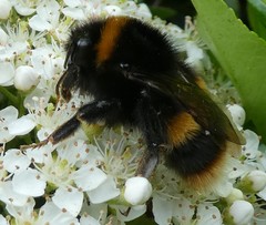 Bombus terrestris
