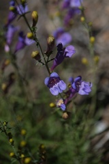 Penstemon heterophyllus australis