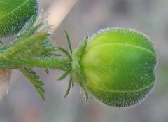 Hibiscus micranthus