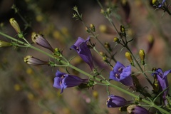 Penstemon heterophyllus australis