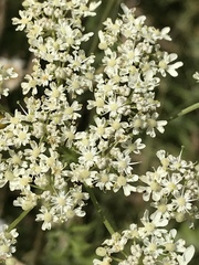 Heracleum sphondylium sphondylium