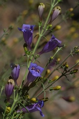 Penstemon heterophyllus australis