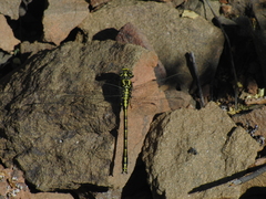 Gomphus graslinii