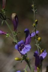 Penstemon heterophyllus australis