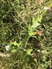 Heracleum sphondylium sphondylium