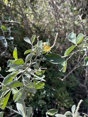 Crotalaria doidgeae