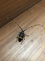 Trachyderes elegans
