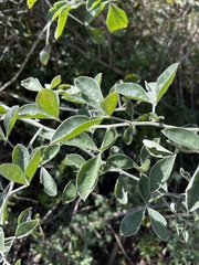 Crotalaria doidgeae