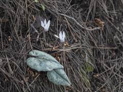 Cyclamen balearicum