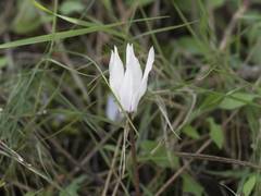 Cyclamen balearicum