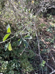 Crotalaria doidgeae