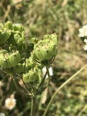 Heracleum sphondylium sphondylium
