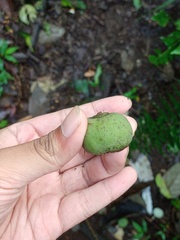 Pyrenaria serrata