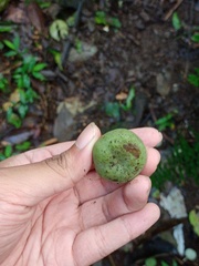 Pyrenaria serrata