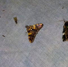 Orphanostigma