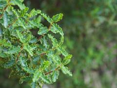 Hypericum balearicum