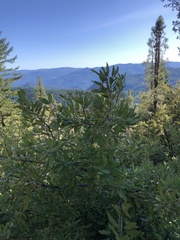 Notholithocarpus densiflorus echinoides