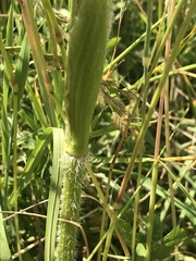 Heracleum sphondylium sphondylium