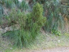 Hypericum balearicum