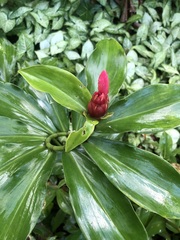 Costus erythrothyrsus