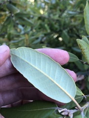Notholithocarpus densiflorus echinoides