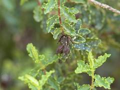 Hypericum balearicum